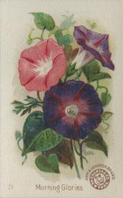 1895 Arm & Hammer Beautiful Flowers (J16 Large) #21 Morning Glories Front