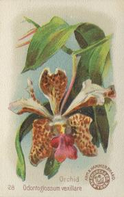 1895 Arm & Hammer Beautiful Flowers (J16 Large) #28 Orchid, Odontoglossum Vexilarre Front