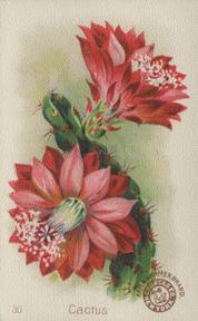 1895 Arm & Hammer Beautiful Flowers (J16 Large) #30 Cactus Front