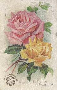 1895 Arm & Hammer Beautiful Flowers (J16 Large) #34 Roses, La France & Tea Rose Front