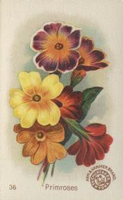 1895 Arm & Hammer Beautiful Flowers (J16 Large) #36 Primroses Front