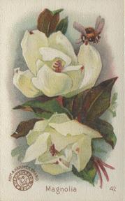 1895 Arm & Hammer Beautiful Flowers (J16 Large) #42 Magnolia Front