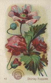 1895 Arm & Hammer Beautiful Flowers (J16 Large) #43 Shirley Poppies Front