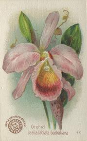 1895 Arm & Hammer Beautiful Flowers (J16 Large) #44 Orchid, Laelai Labiata Gaskalianna Front