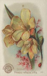 1895 Arm & Hammer Beautiful Flowers (J16 Large) #46 Orchid, Freesia Refracta Alba Front