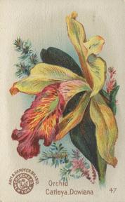 1895 Arm & Hammer Beautiful Flowers (J16 Large) #47 Orchid, Catleya Dowiana Front