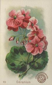 1895 Arm & Hammer Beautiful Flowers (J16 Large) #49 Geranium Front