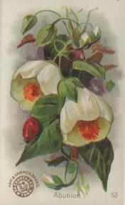 1895 Arm & Hammer Beautiful Flowers (J16 Large) #53 Abutlion Front
