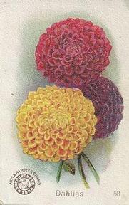 1895 Arm & Hammer Beautiful Flowers (J16 Large) #59 Dahlias Front