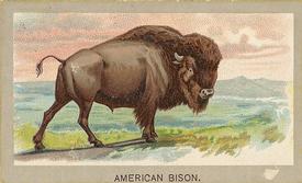 1881 Abdul Animals of the World (T180) #NNO American Bison Front