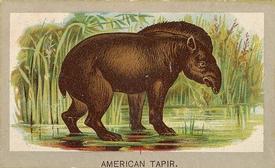 1881 Abdul Animals of the World (T180) #NNO American Tapir Front