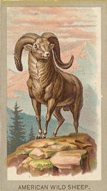 1881 Abdul Animals of the World (T180) #NNO American Wild Sheep Front