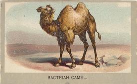1881 Abdul Animals of the World (T180) #NNO Bactrian Camel Front