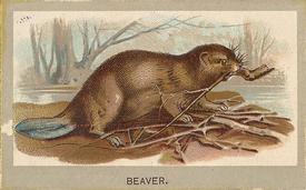 1881 Abdul Animals of the World (T180) #NNO Beaver Front