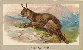 1881 Abdul Animals of the World (T180) #NNO Canada Lynx Front