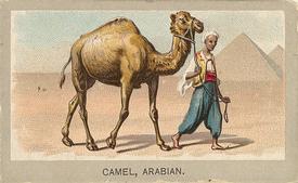 1881 Abdul Animals of the World (T180) #NNO Camel Arabian Front