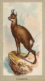 1881 Abdul Animals of the World (T180) #NNO Chamois Front