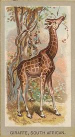 1881 Abdul Animals of the World (T180) #NNO Giraffe South African Front