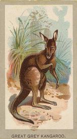 1881 Abdul Animals of the World (T180) #NNO Great Grey Kangaroo Front