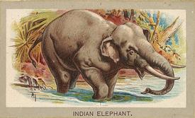 1881 Abdul Animals of the World (T180) #NNO Indian Elephant Front