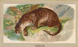 1881 Abdul Animals of the World (T180) #NNO Jaguar Front