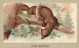 1881 Abdul Animals of the World (T180) #NNO Pine Marten Front