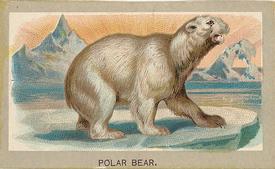 1881 Abdul Animals of the World (T180) #NNO Polar Bear Front