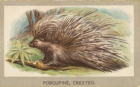 1881 Abdul Animals of the World (T180) #NNO Crested Porcupine Front