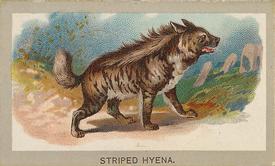 1881 Abdul Animals of the World (T180) #NNO Striped Hyena Front