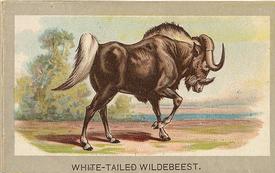 1881 Abdul Animals of the World (T180) #NNO White-Tailed Wildebeest Front