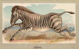 1881 Abdul Animals of the World (T180) #NNO Zebra Front
