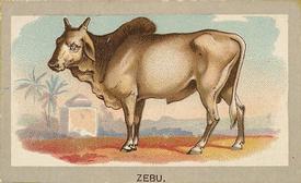 1881 Abdul Animals of the World (T180) #NNO Zebu Front