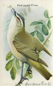 1938 Church & Dwight Useful Birds of America Ninth Series (J9-5) #5 Red-eyed Vireo Front