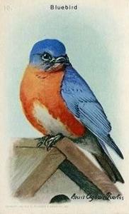 1938 Church & Dwight Useful Birds of America Ninth Series (J9-5) #10 Bluebird Front