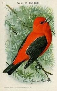 1938 Church & Dwight Useful Birds of America Ninth Series (J9-5) #11 Scarlet Tanager Front