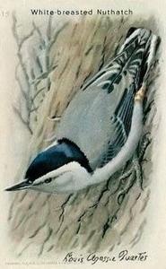 1938 Church & Dwight Useful Birds of America Ninth Series (J9-5) #15 White-breasted Nuthatch Front