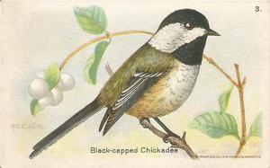 1936 Church & Dwight Useful Birds of America Eighth Series (J9-4) #3 Black-capped Chickadee Front