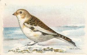 1935 Church & Dwight Useful Birds of America Eighth Series (J9-4) #7 Snow Bunting Front