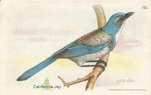 1936 Church & Dwight Useful Birds of America Eighth Series (J9-4) #10 California Jay Front