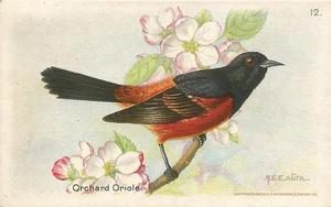 1936 Church & Dwight Useful Birds of America Eighth Series (J9-4) #12 Orchard Oriole Front