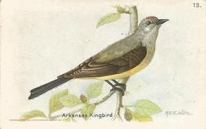1935 Church & Dwight Useful Birds of America Eighth Series (J9-4) #13 Arkansas Kingbird Front