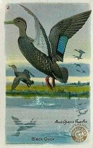 1931 Church & Dwight Useful Birds of America Fourth Series (J8) #2 Black Duck Front
