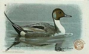 1931 Church & Dwight Useful Birds of America Fourth Series (J8) #9 Pintail Front