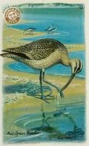 1924 Church & Dwight Useful Birds of America Fourth Series (J8) #10 Curlew Front
