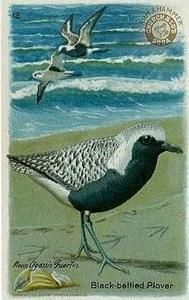 1924 Church & Dwight Useful Birds of America Fourth Series (J8) #12 Black-bellied Plover Front