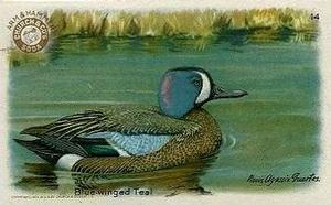 1931 Church & Dwight Useful Birds of America Fourth Series (J8) #14 Blue-winged Teal Front