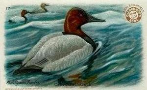 1924 Church & Dwight Useful Birds of America Fourth Series (J8) #17 Canvasback Duck Front