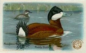 1924 Church & Dwight Useful Birds of America Fourth Series (J8) #18 Ruddy Duck Front