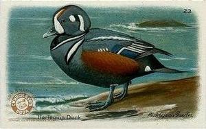 1931 Church & Dwight Useful Birds of America Fourth Series (J8) #23 Harlequin Duck Front