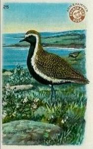 1924 Church & Dwight Useful Birds of America Fourth Series (J8) #25 Golden Plover Front